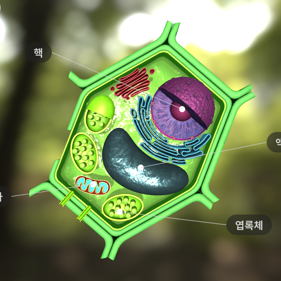 식물 세포