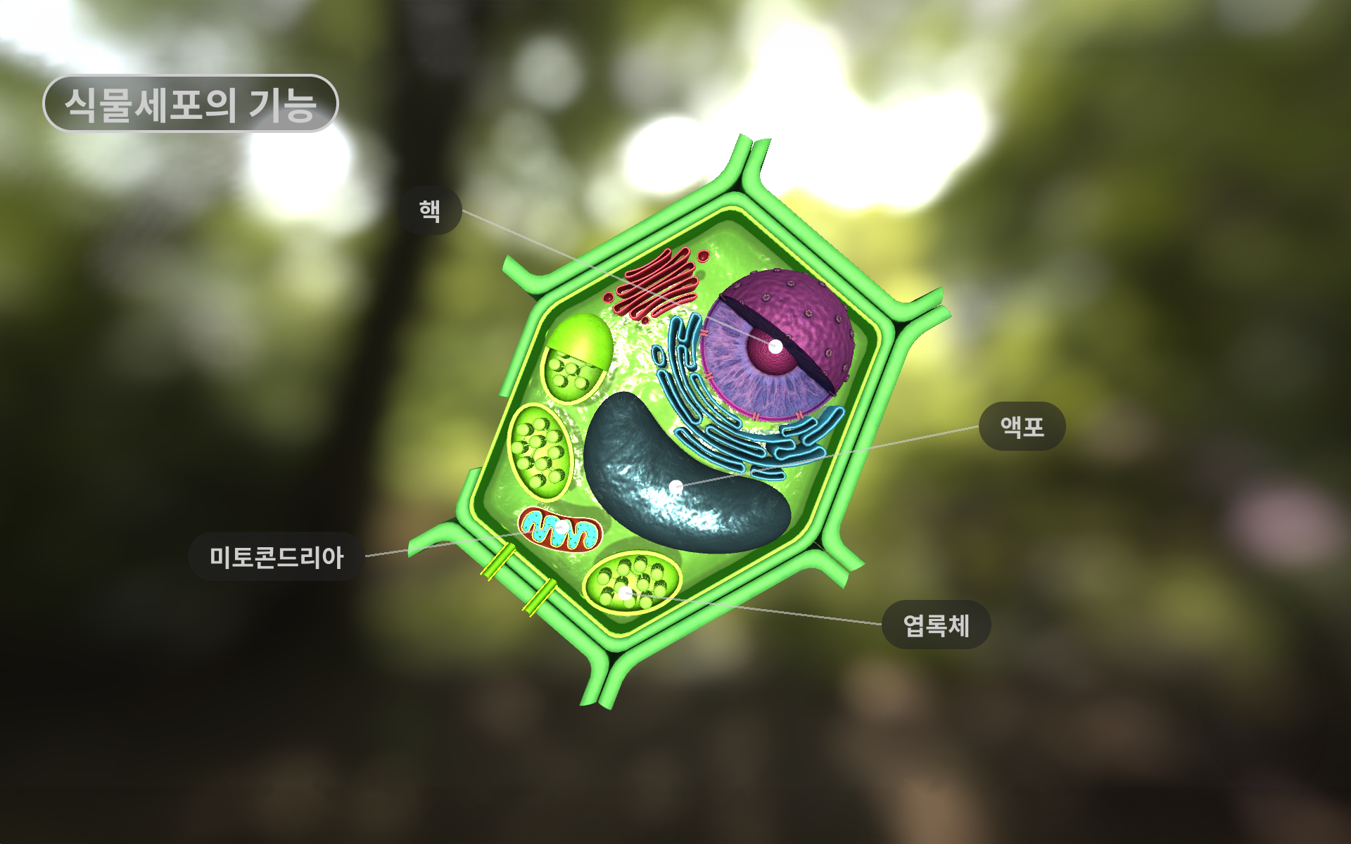 식물 세포