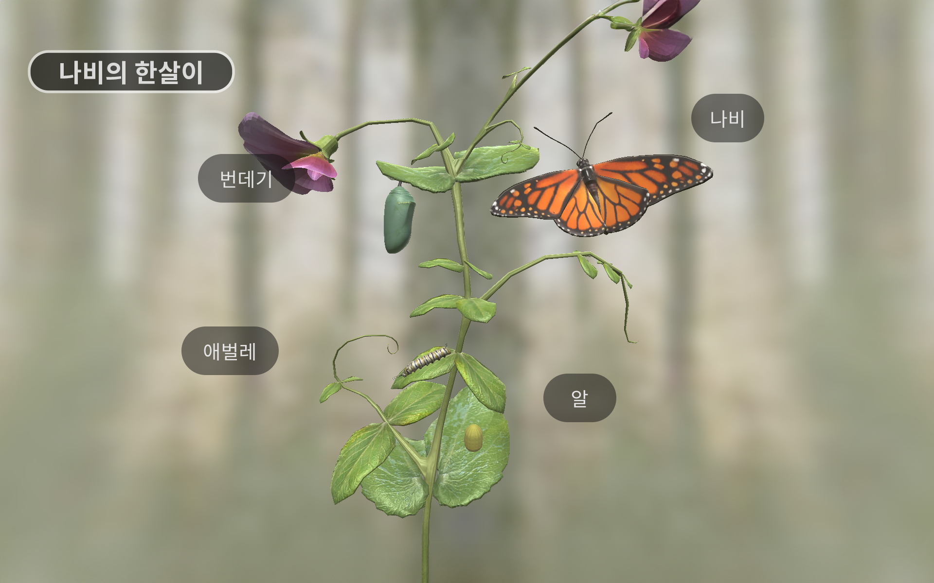 나비의 한살이